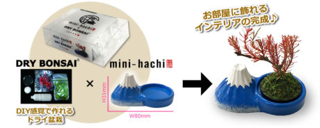 mini-hachi × DRY BONSAI®