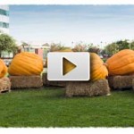 ハロウィン2011 (1)