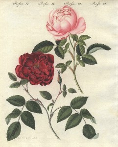 アンティーク博物画・ボタニカル展