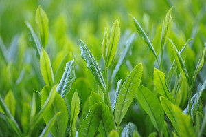 3331 Arts Chiyoda つくり手が淹れるおいしいお茶の試飲会〜「3331 CUBE ご当地お茶特集」