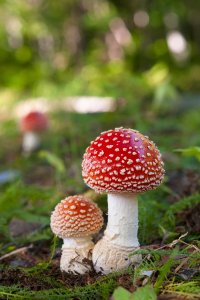 毒きのこ 世にもかわいい危険な生きもの (4)