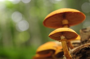 毒きのこ 世にもかわいい危険な生きもの (2)