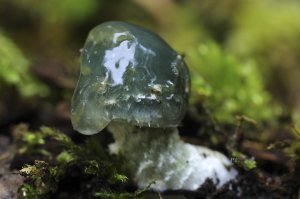 毒きのこ 世にもかわいい危険な生きもの (1)