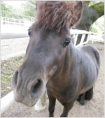 ウルトラ有馬記念＠AKIBA (5)