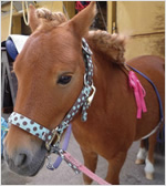 ウルトラ有馬記念＠AKIBA (4)