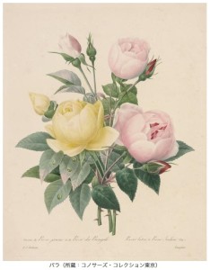 ルドゥーテ「美花選」展　花のラファエロ　バラのレンブラント (3)