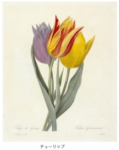 ルドゥーテ「美花選」展　花のラファエロ　バラのレンブラント (2)