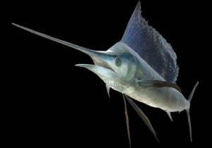 海のハンター展 —恵み豊かな地球の未来—