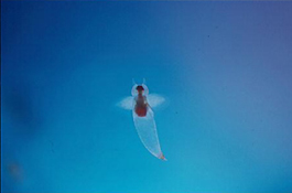 しながわ水ゾクゾクッ!館