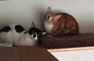 キャッツイン東京