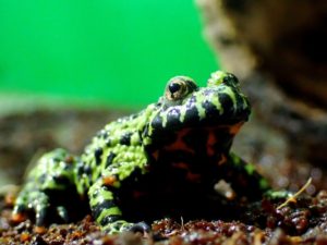 毒毒毒毒毒毒毒毒毒展・痛（もうどく展2）