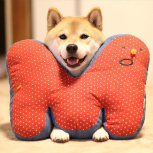 柴犬まる×書泉 フェア