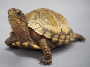 毒毒毒毒毒毒毒毒毒展・痛（もうどく展2）