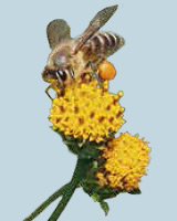 企画展「花粉と花粉症の科学」