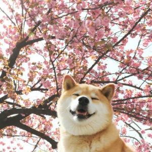 柴犬まる×書泉 フェア