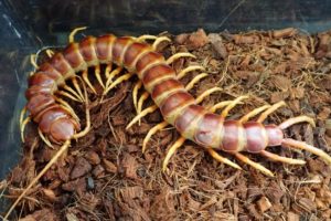 毒毒毒毒毒毒毒毒毒展・痛（もうどく展2）