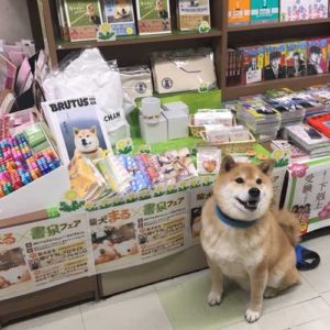 柴犬まる×書泉 フェア