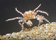 ゆる展リターンズ ～おほしんたろうとゆるい生き物の脱力祭り～