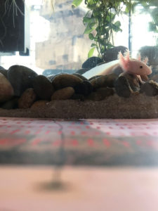 「水の三部作 2」アブラハム・クルズヴィエイガス展