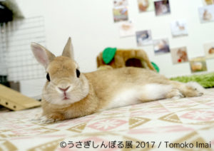 【Art】うさぎの合同写真＆物販展「うさぎしんぼる展 2017」