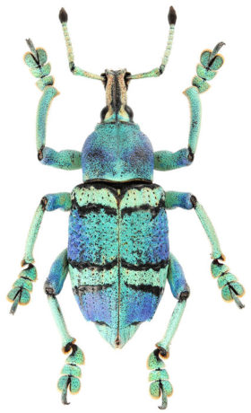 特別展「昆虫」