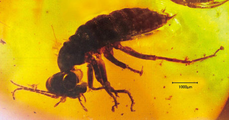 特別展「昆虫」