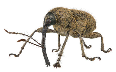 特別展「昆虫」