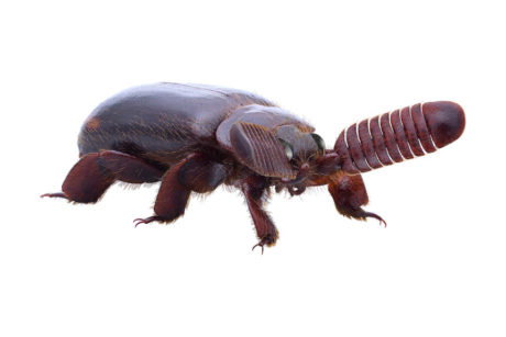 特別展「昆虫」