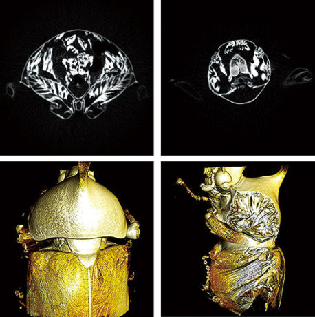 特別展「昆虫」