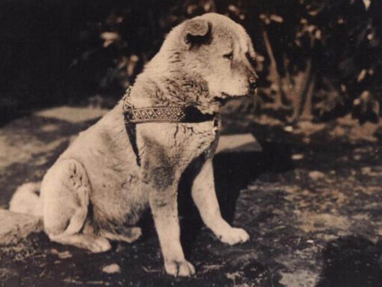 企画展「ハチ公と忠犬ハチ公像」