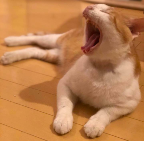 ちよだニャンとなるcafé