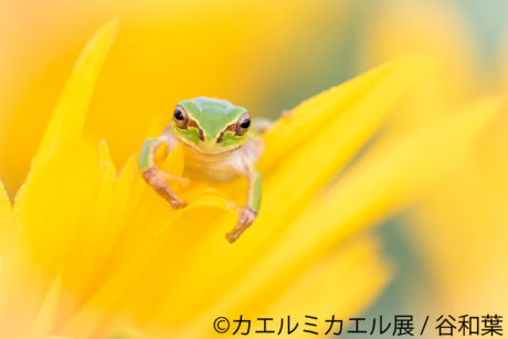 カエルミカエル展