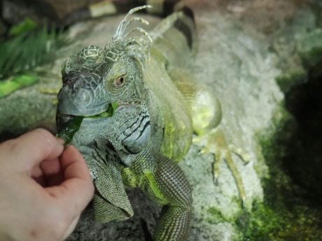 サンシャイン水族館2020年オリジナル福袋