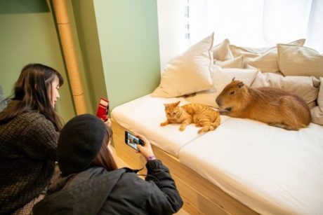 カピねこカフェ