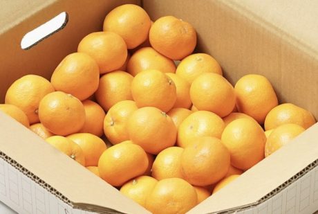 猫と、こたつと、思い出みかん