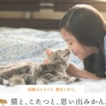 猫と、こたつと、思い出みかん