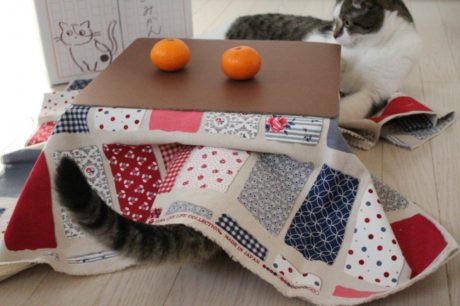 猫と、こたつと、思い出みかん