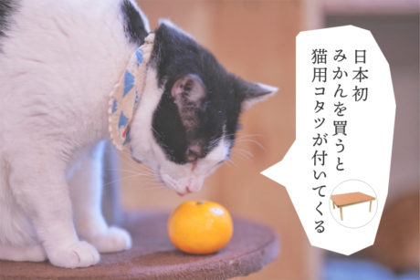 猫と、こたつと、思い出みかん