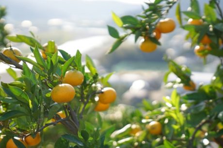 猫と、こたつと、思い出みかん