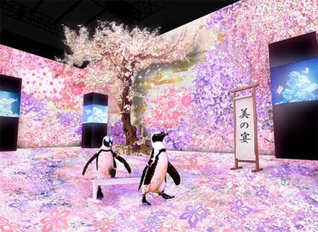 SAKURA AQUARIUM