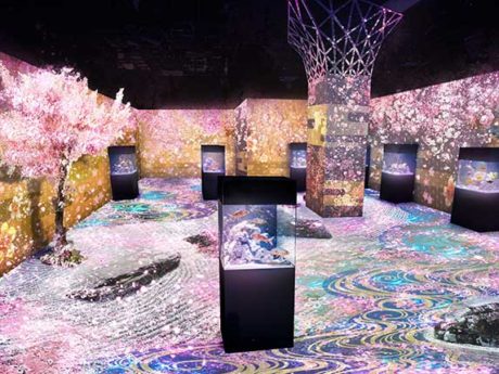 SAKURA AQUARIUM