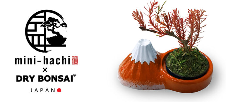 mini-hachi × DRY BONSAI®