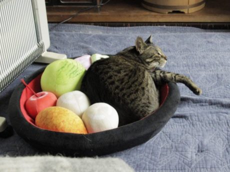 和のおもてニャし あんみつにゃんこクッション