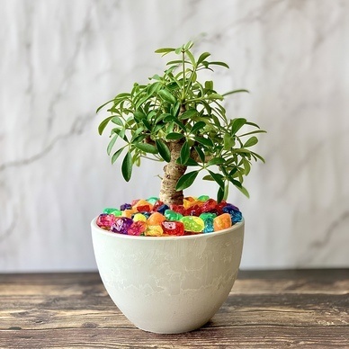 24色の防犯砂利であなたの思い描いたお庭を実現～防犯砂利でギネスブックに挑戦～