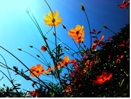 BONZART ZIEGEL(ボンザート ツィーゲル)