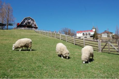 羊の毛刈りぬいぐるみ