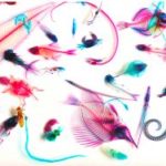 特別展 冨田伊織 新世界『透明標本』展