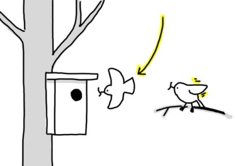 The ‘after you’ gesture in a bird