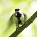 The ‘after you’ gesture in a bird
