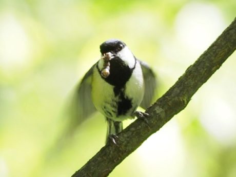 The ‘after you’ gesture in a bird